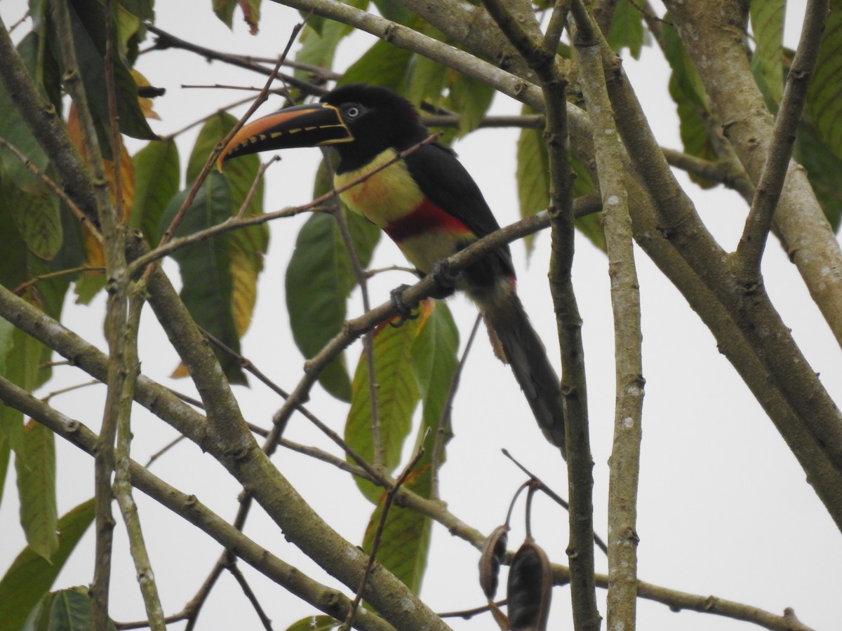 Braunohrarassari - ML644313381