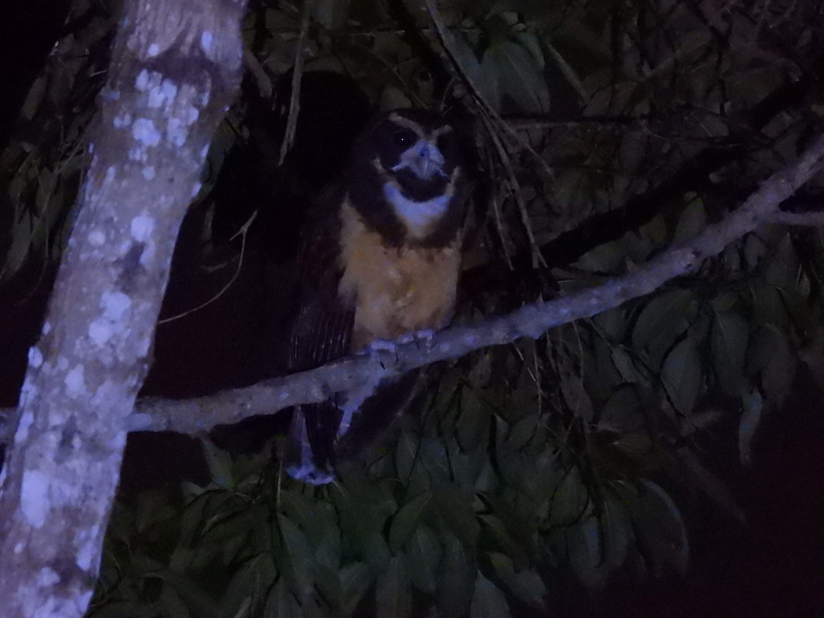 キマユメガネフクロウ - ML644313385