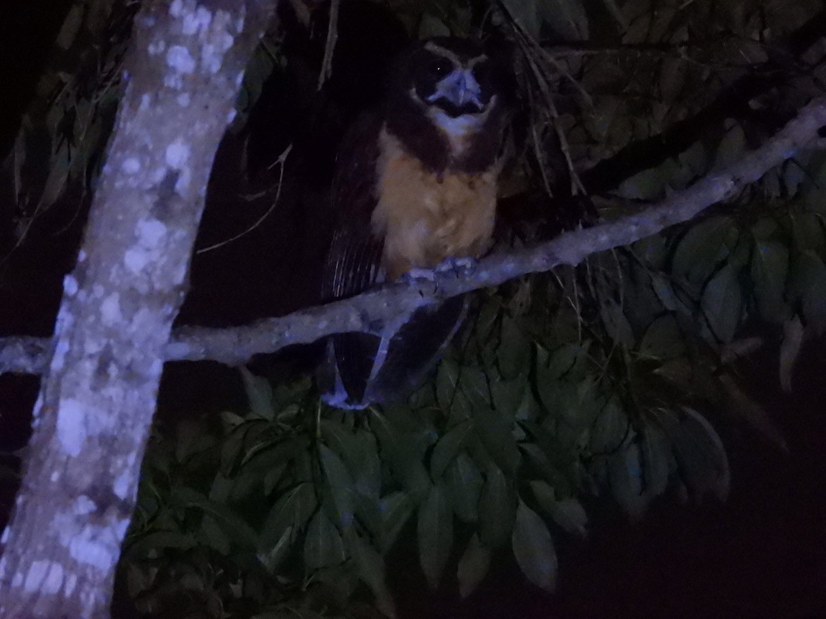 キマユメガネフクロウ - ML644313386