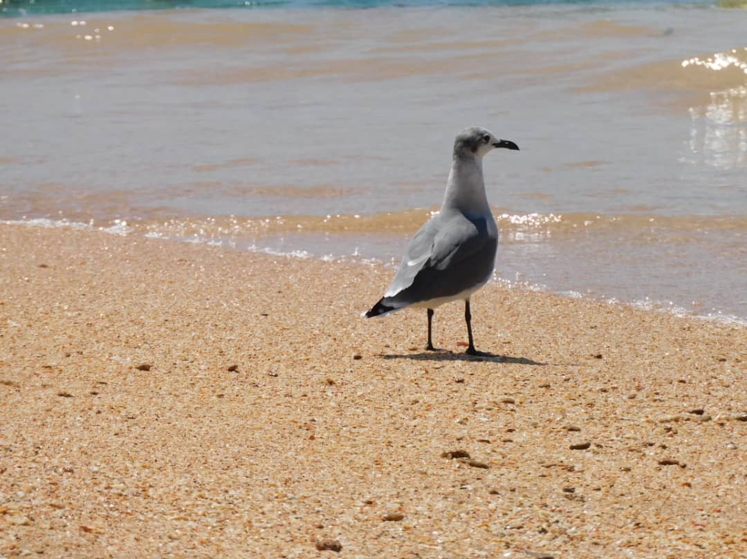 Laughing Gull - ML644313389