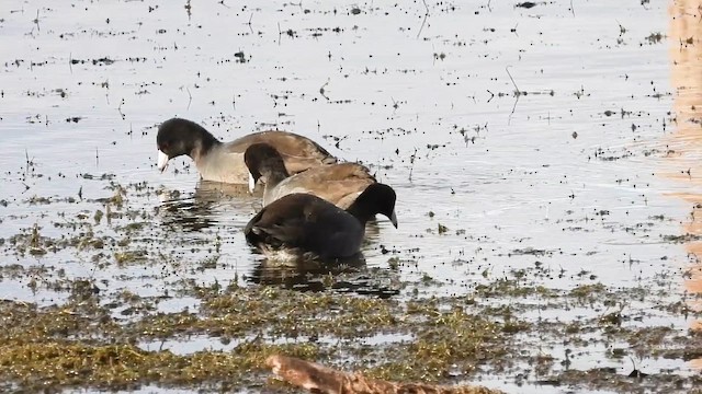 American Coot - ML644313394