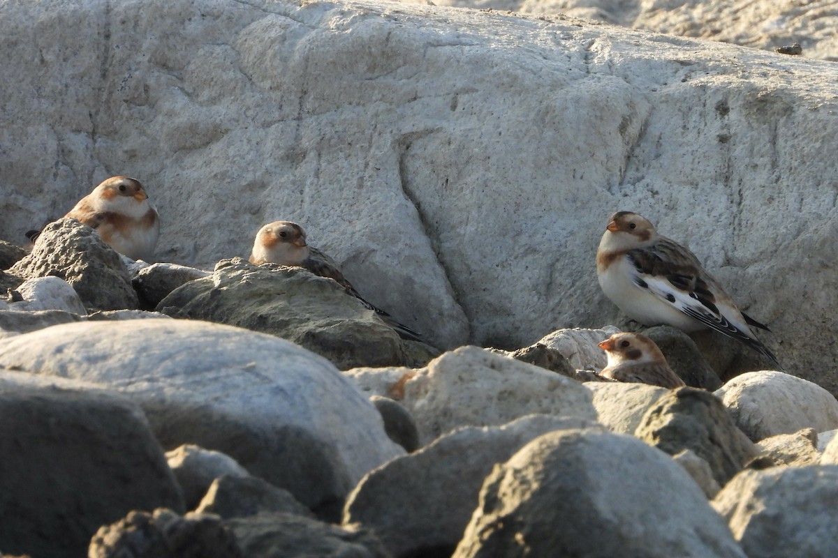 Snow Bunting - ML644313406