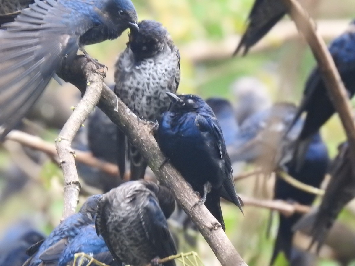 Purple Martin - ML644313424