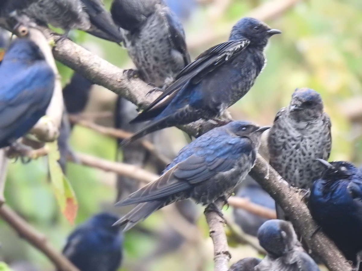 Purple Martin - ML644313425