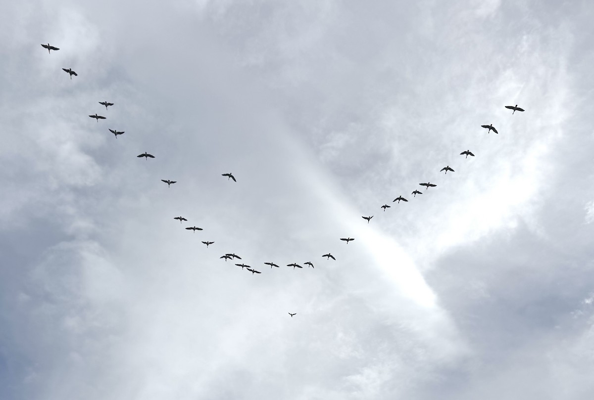 Brant (Pale-bellied) - ML644313432