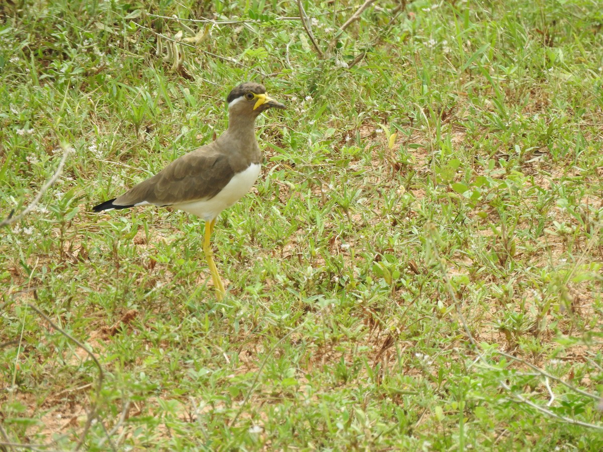 Yellow-wattled Lapwing - ML644313448