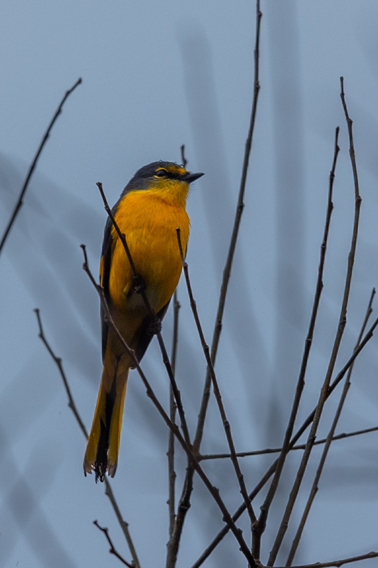 Long-tailed Minivet - ML644313449