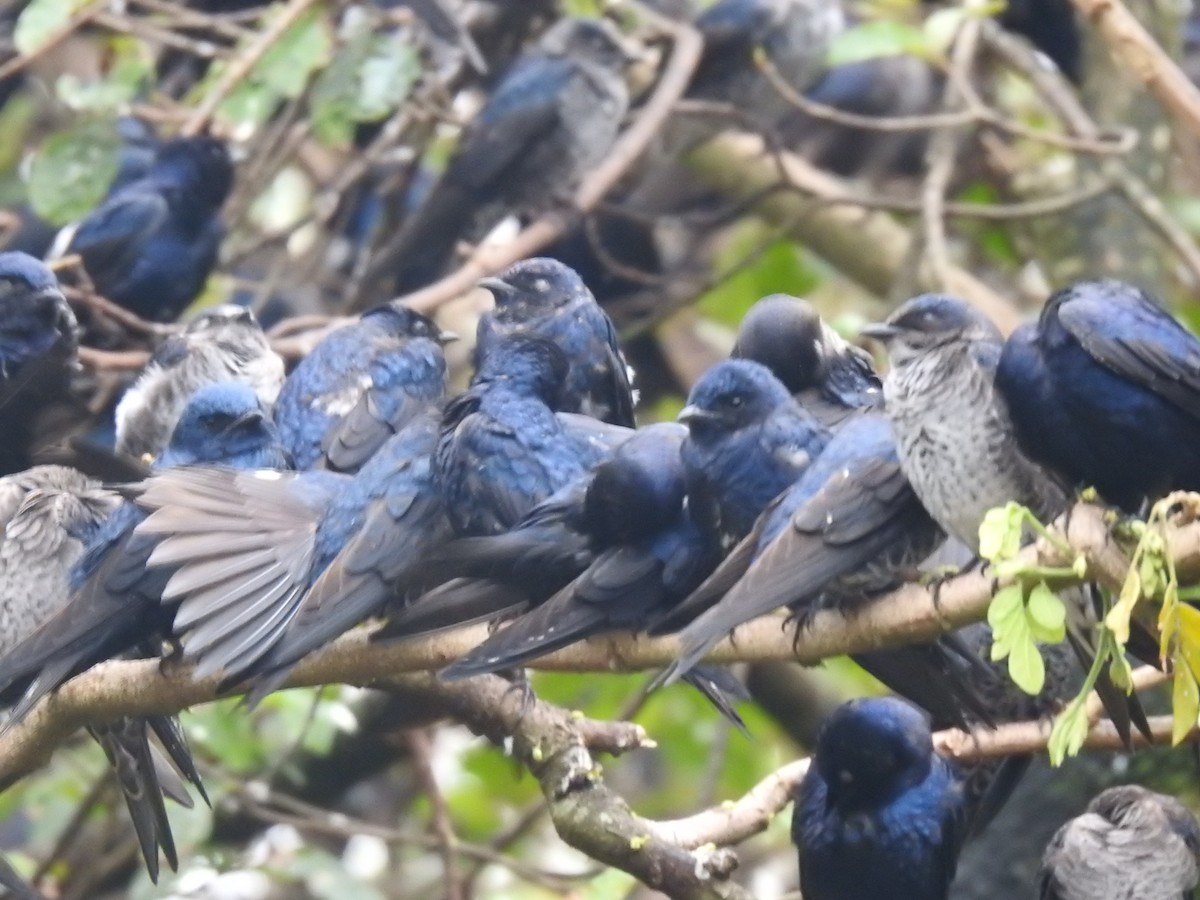 Щурик пурпуровий - ML644313453