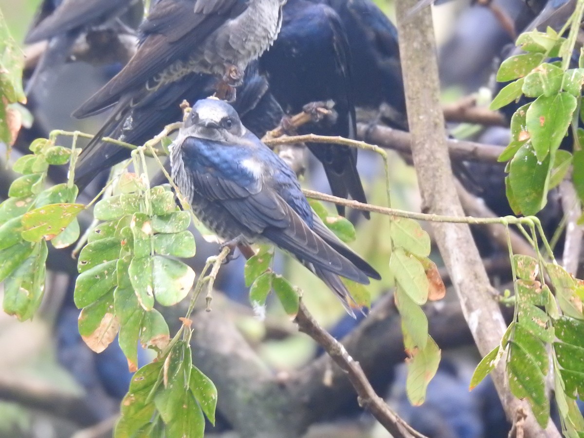 Щурик пурпуровий - ML644313454