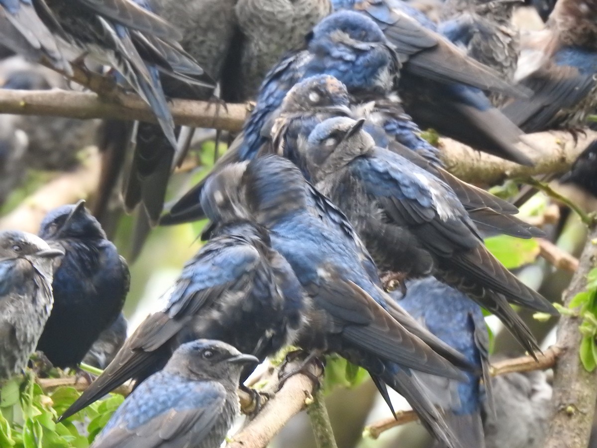 Щурик пурпуровий - ML644313455