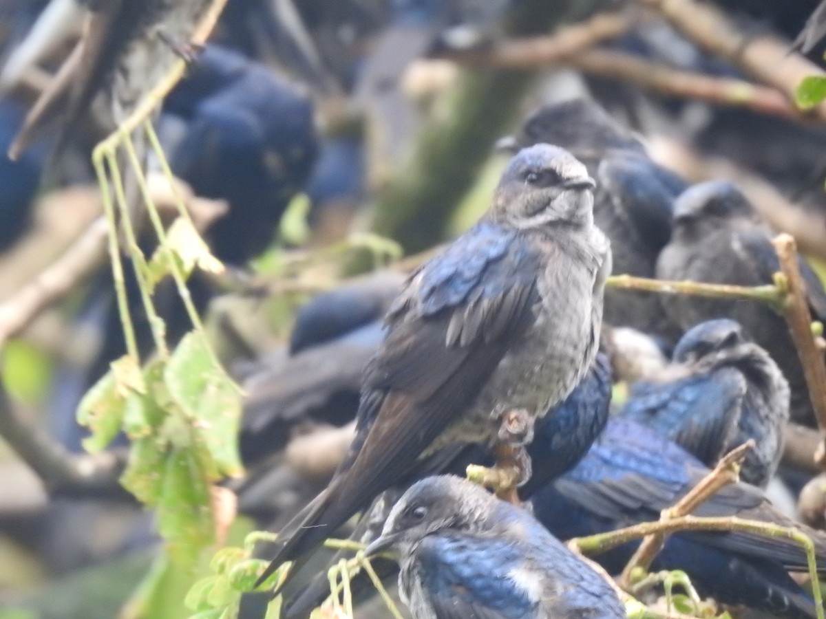 Purple Martin - ML644313459