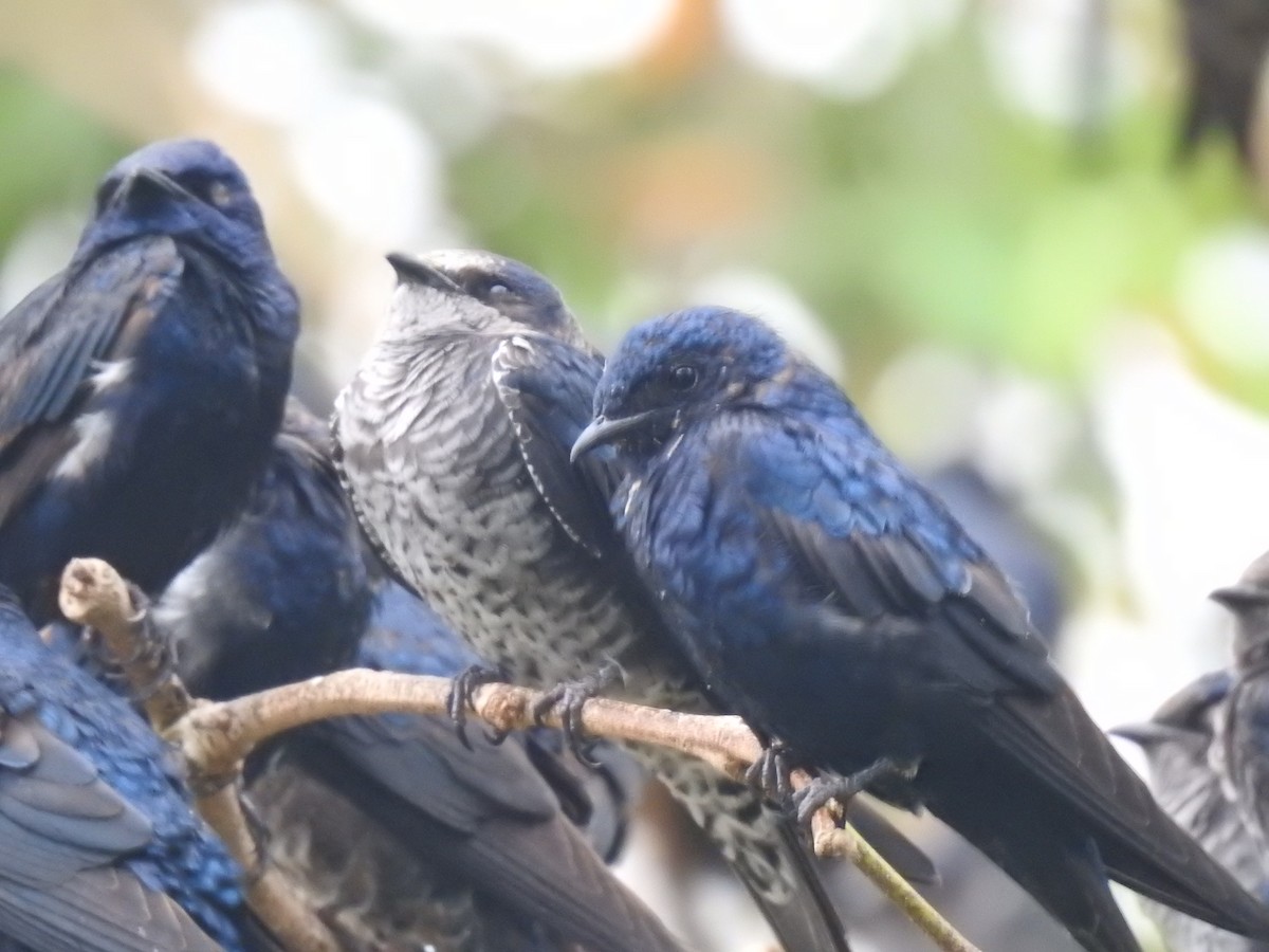 Purple Martin - ML644313460