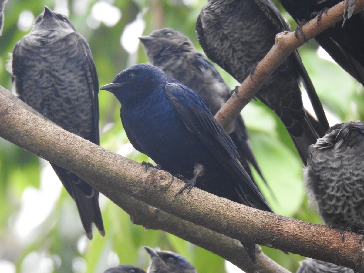 Purple Martin - ML644313461