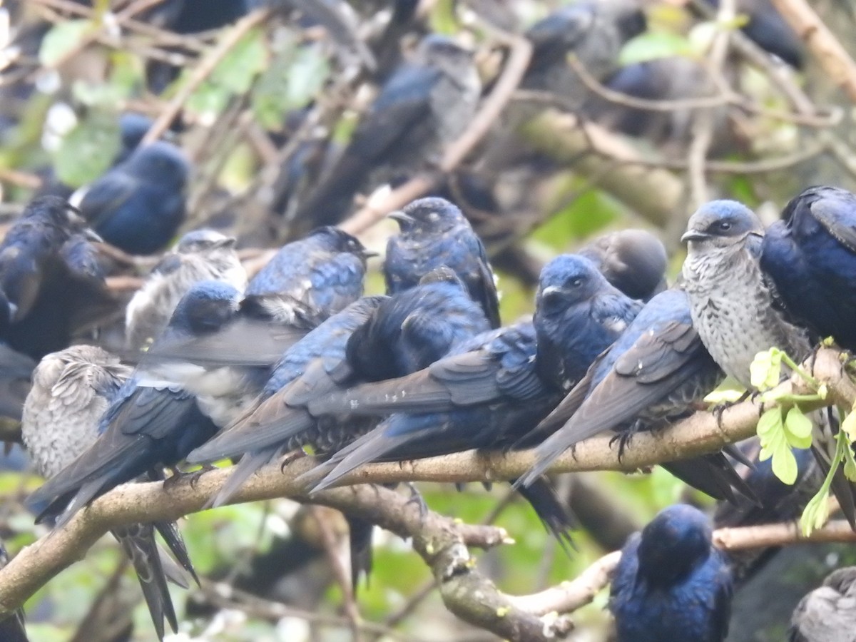 Purple Martin - ML644313462