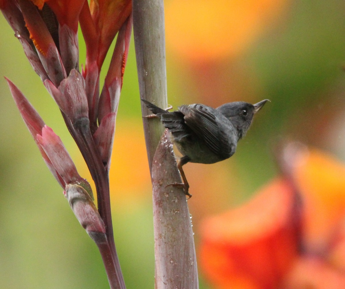 Slaty Flowerpiercer - ML644313463
