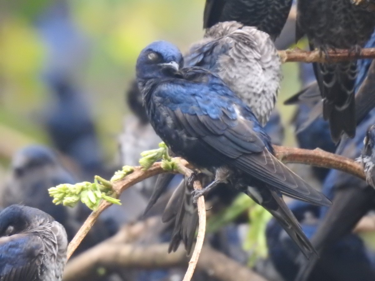 Purple Martin - ML644313466
