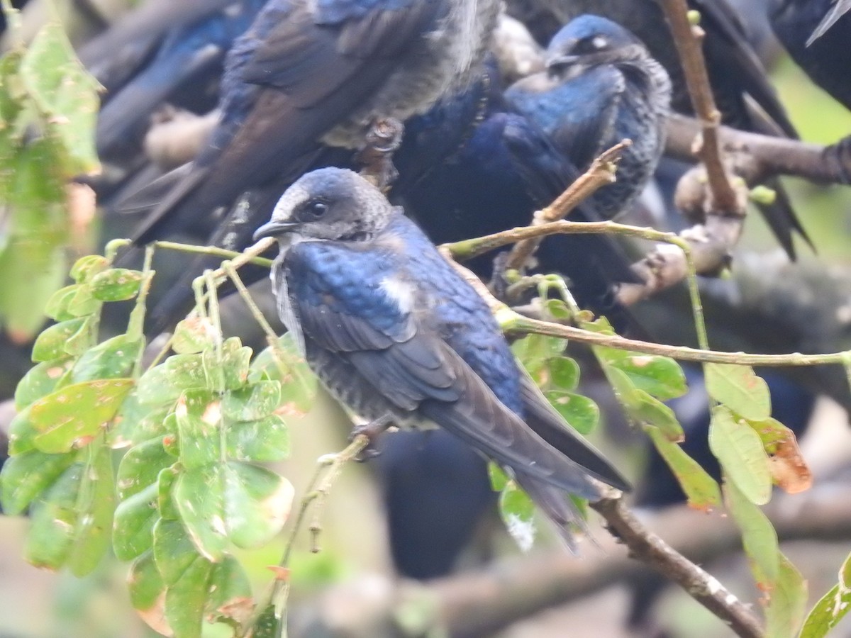 Purple Martin - ML644313467