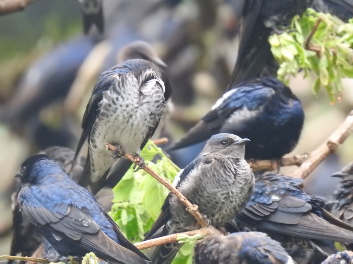 Purple Martin - ML644313468