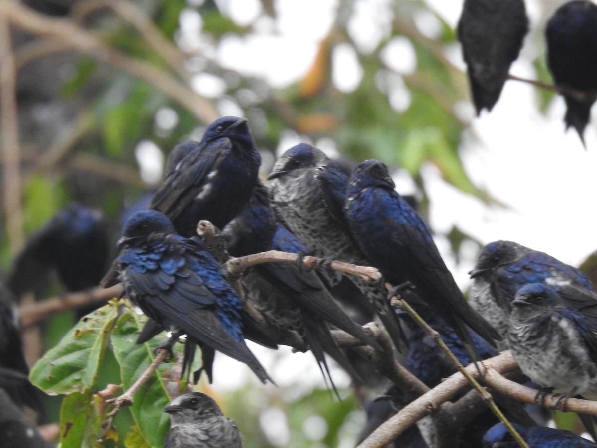 Purple Martin - ML644313469