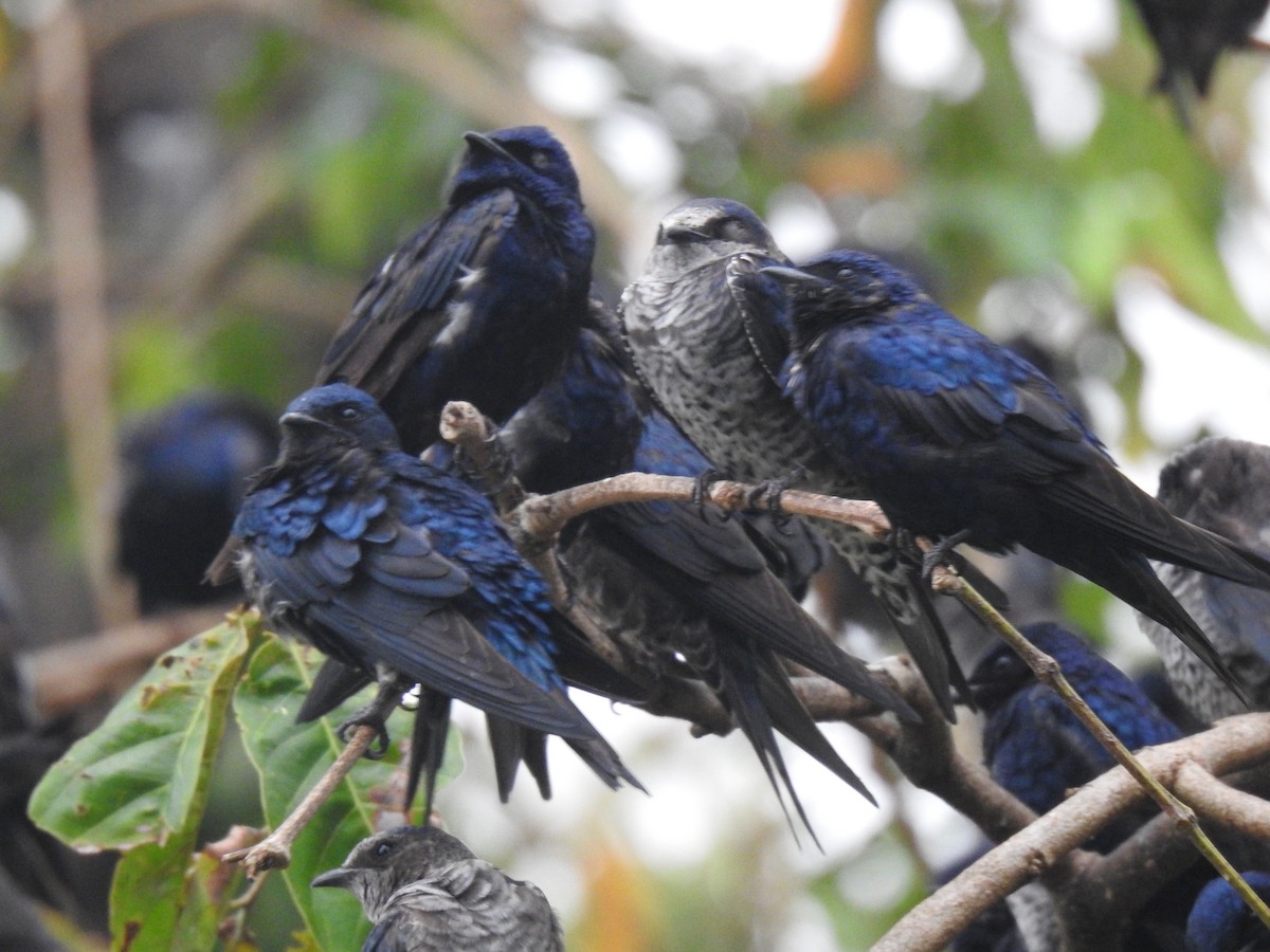 Purple Martin - ML644313470