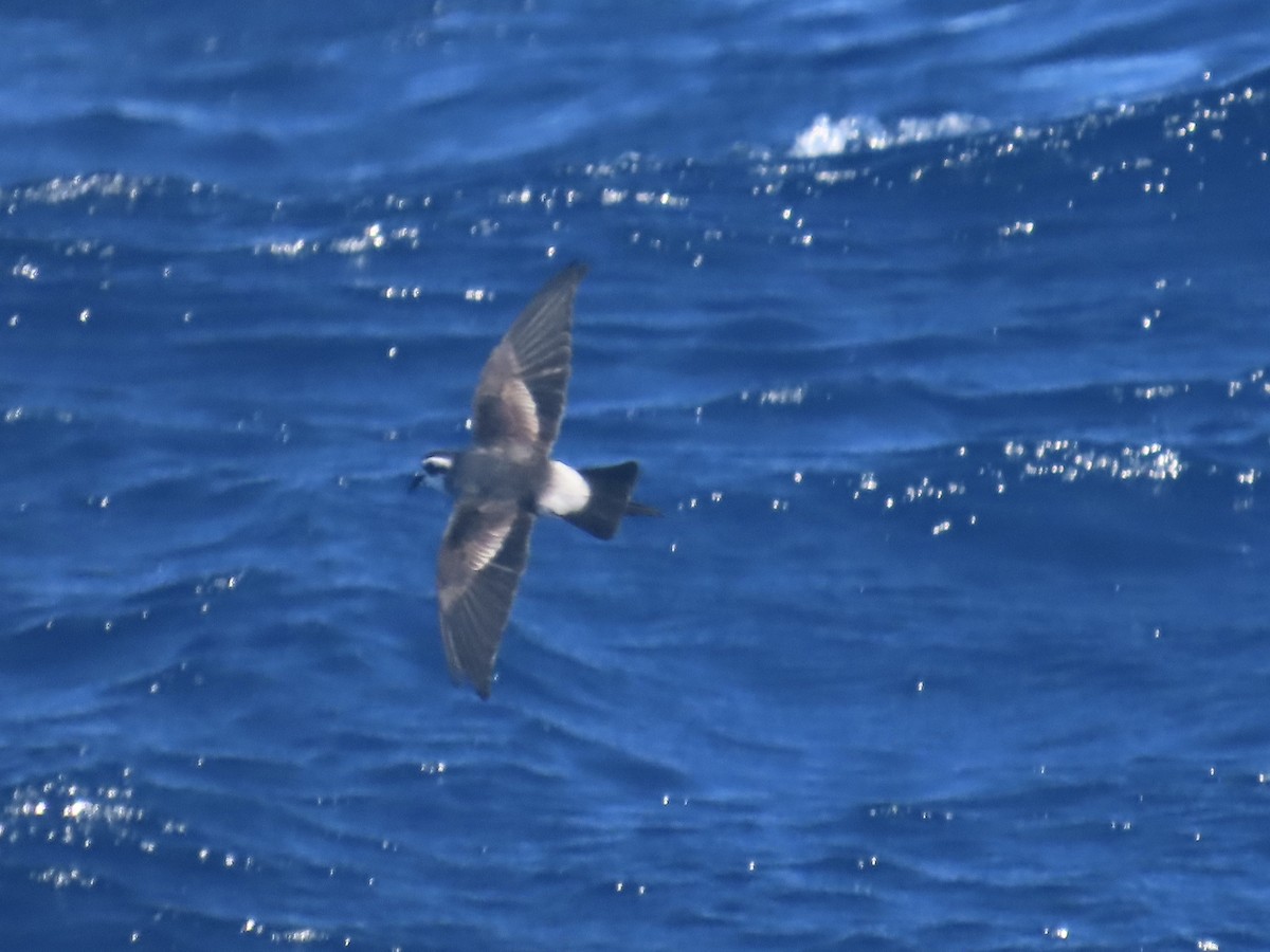 Белолицая океанида - ML644313471