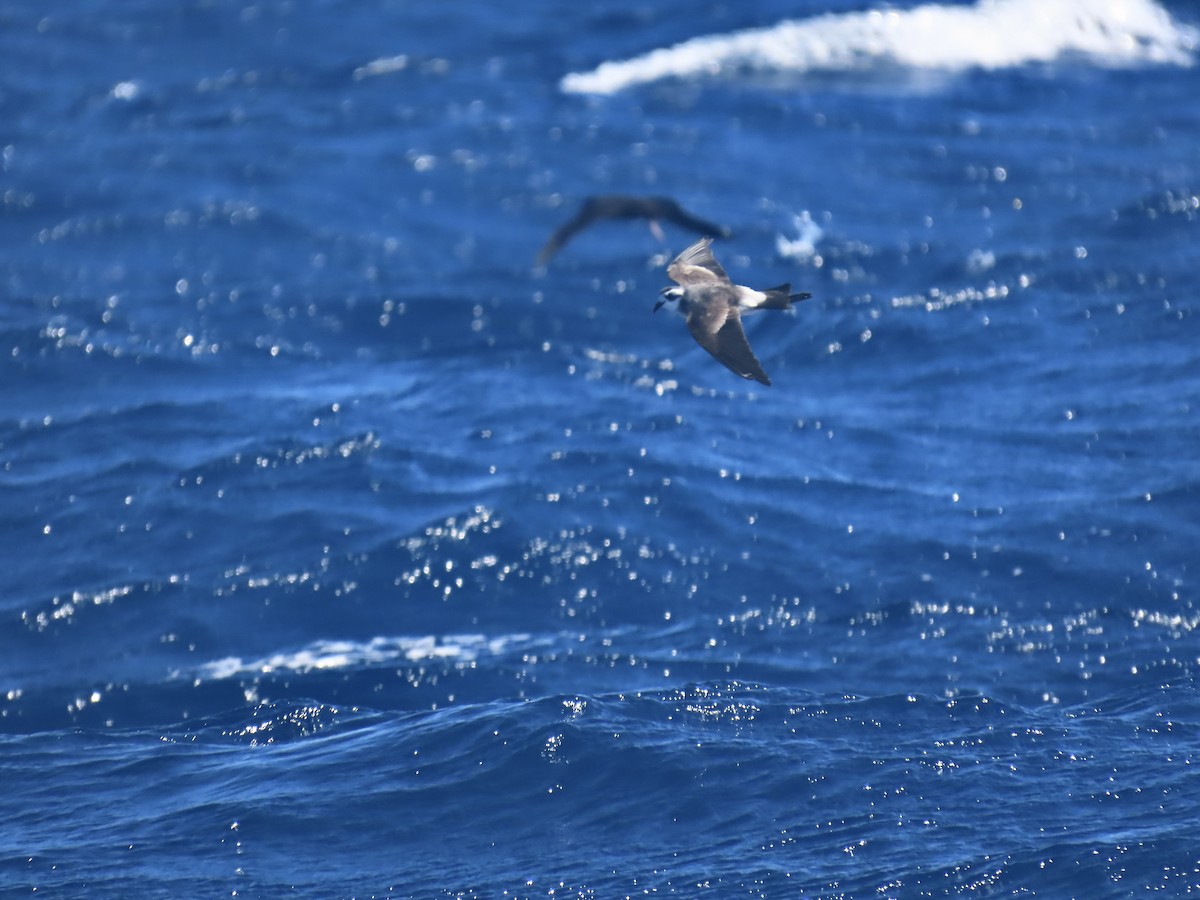 Белолицая океанида - ML644313472