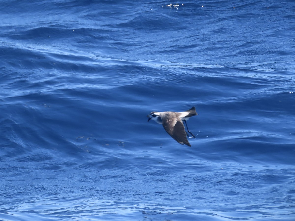 Белолицая океанида - ML644313473