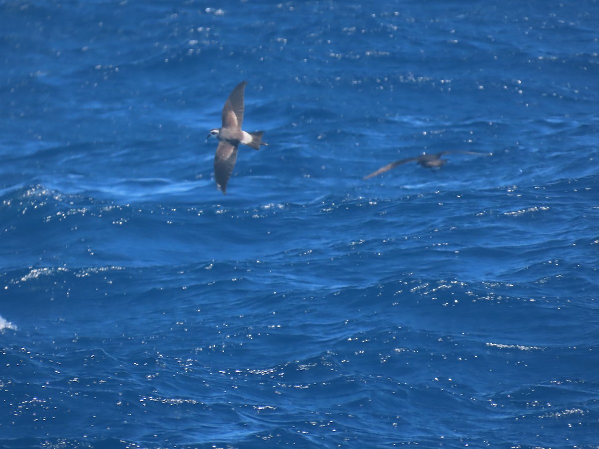 Белолицая океанида - ML644313474