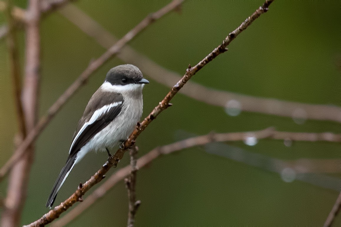 Bar-winged Flycatcher-shrike - ML644313475