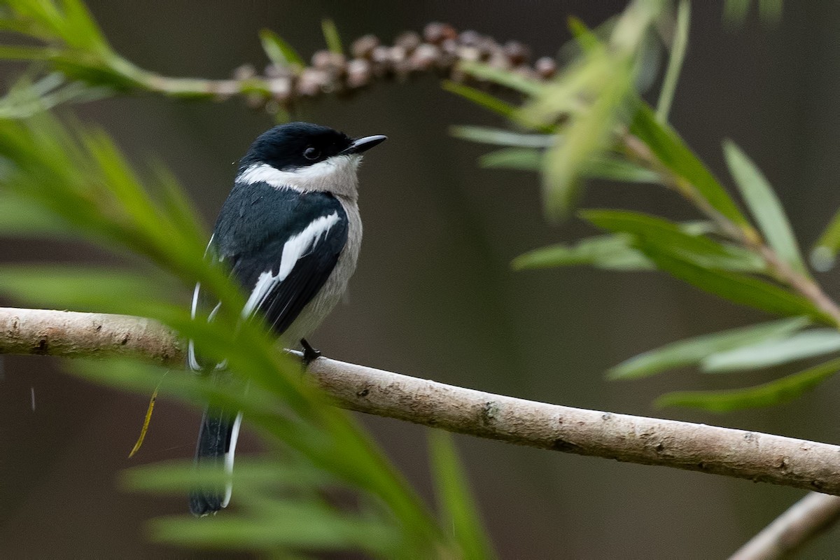 Bar-winged Flycatcher-shrike - ML644313476