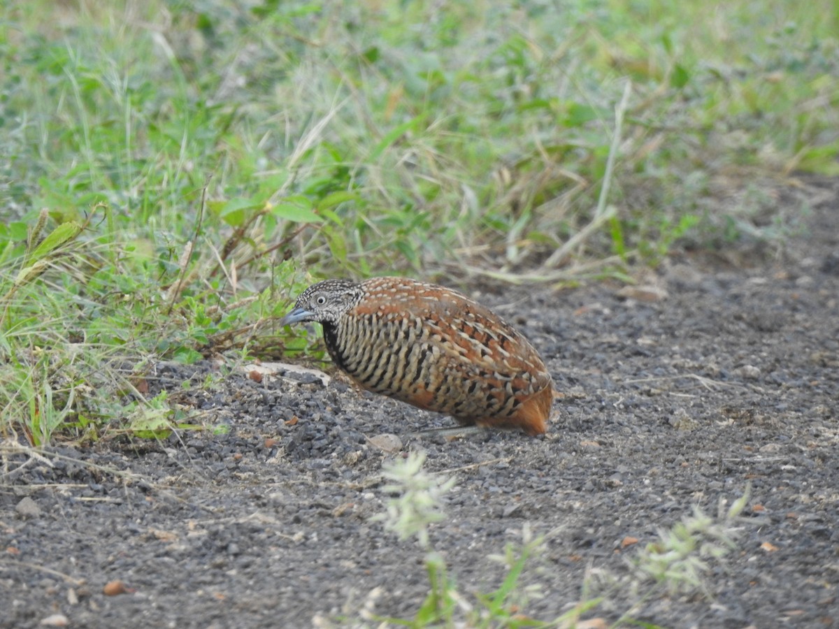 Barred Buttonquail - ML644313478