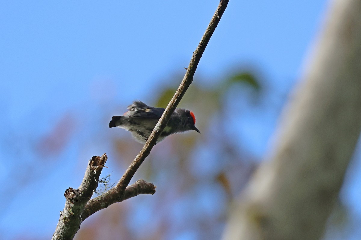 Dicée à tête rouge - ML644313489