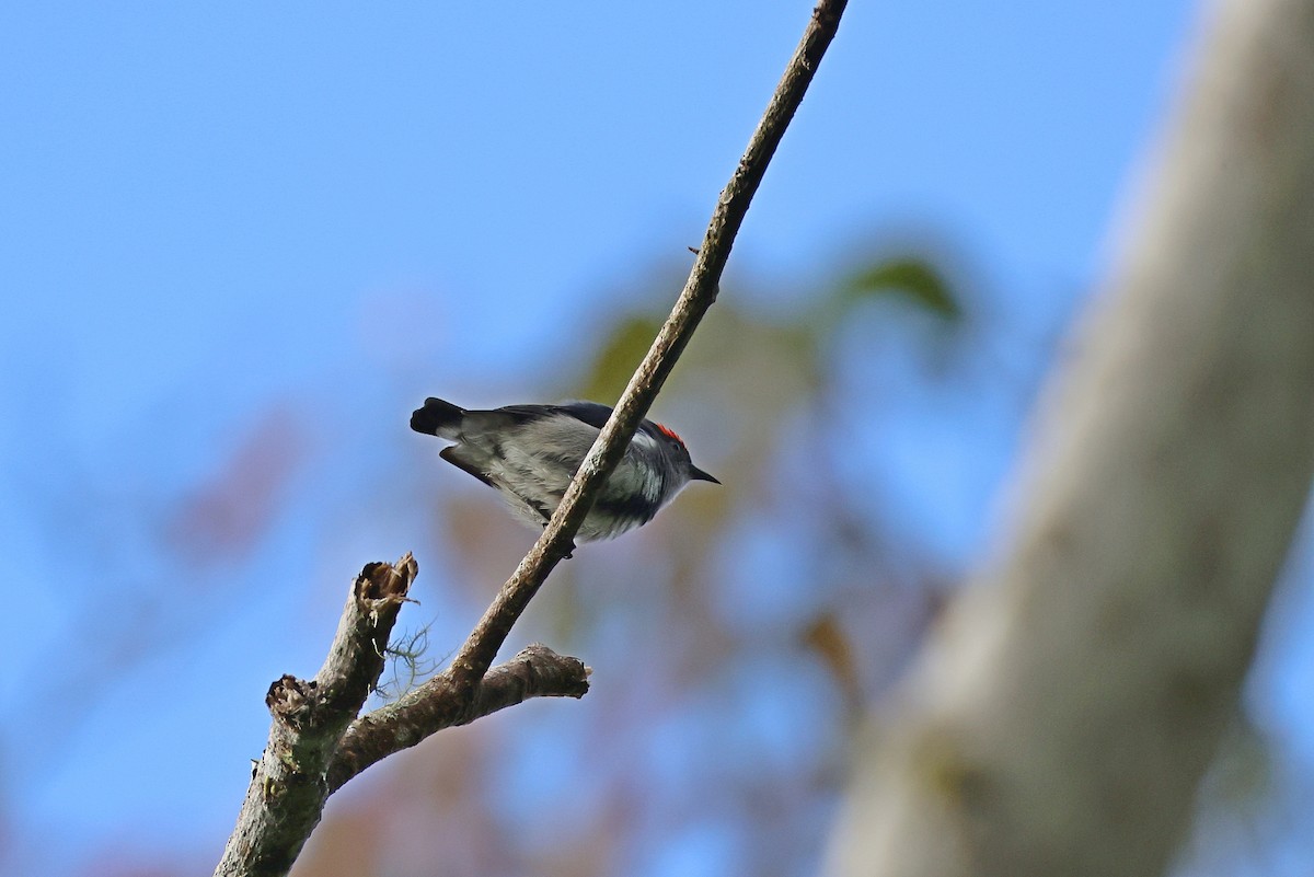 Dicée à tête rouge - ML644313490