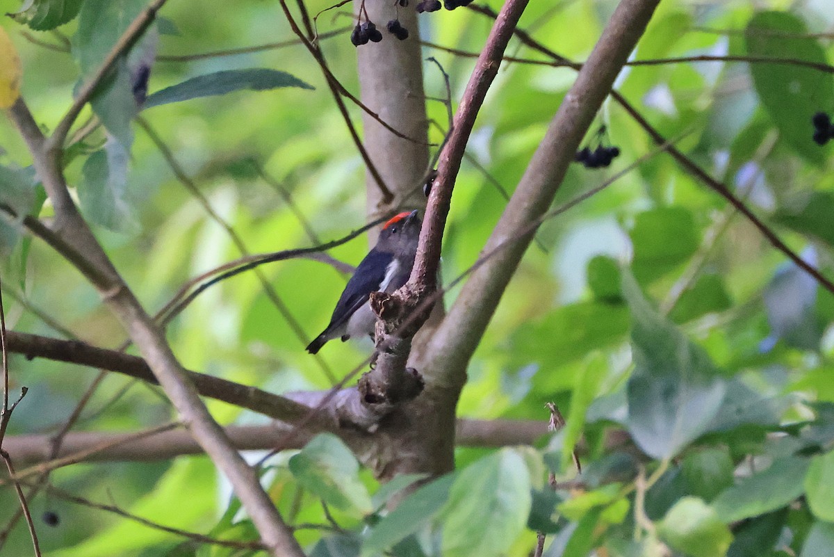 Dicée à tête rouge - ML644313491