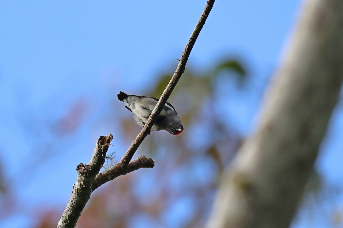 Dicée à tête rouge - ML644313492