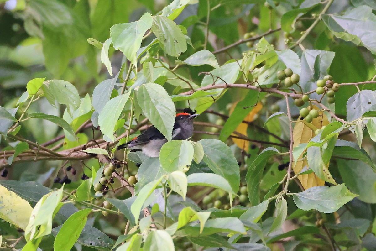 Dicée à tête rouge - ML644313493