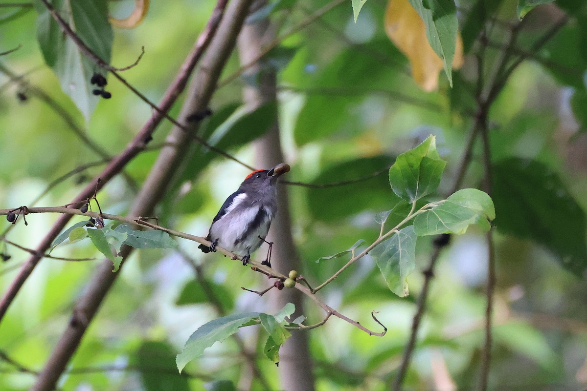 Dicée à tête rouge - ML644313494