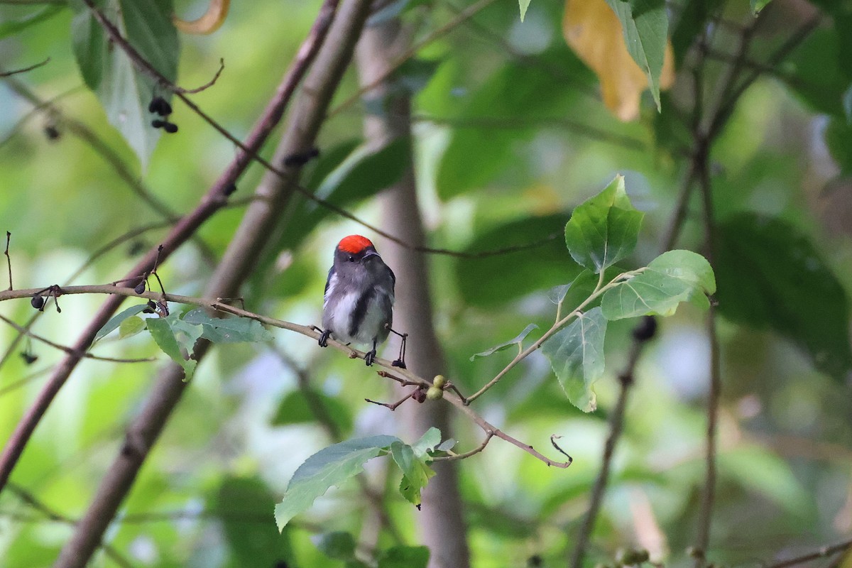 Dicée à tête rouge - ML644313495