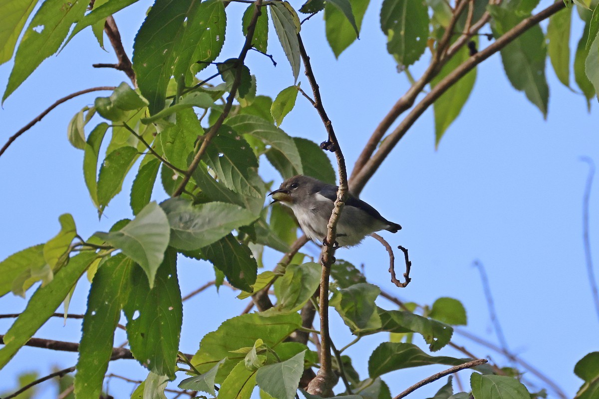 Dicée à tête rouge - ML644313496