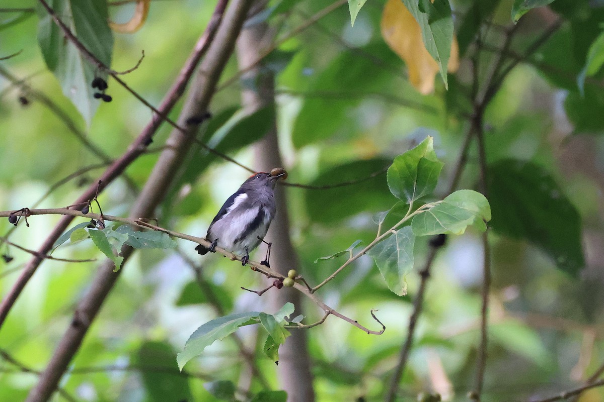 Dicée à tête rouge - ML644313498