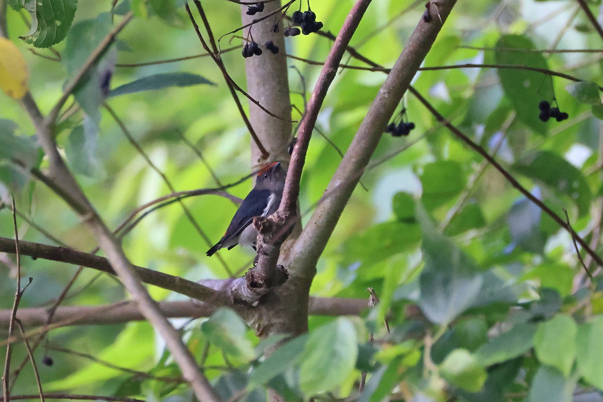 Dicée à tête rouge - ML644313499