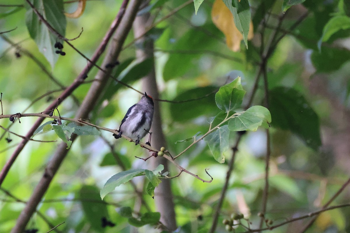 Dicée à tête rouge - ML644313500