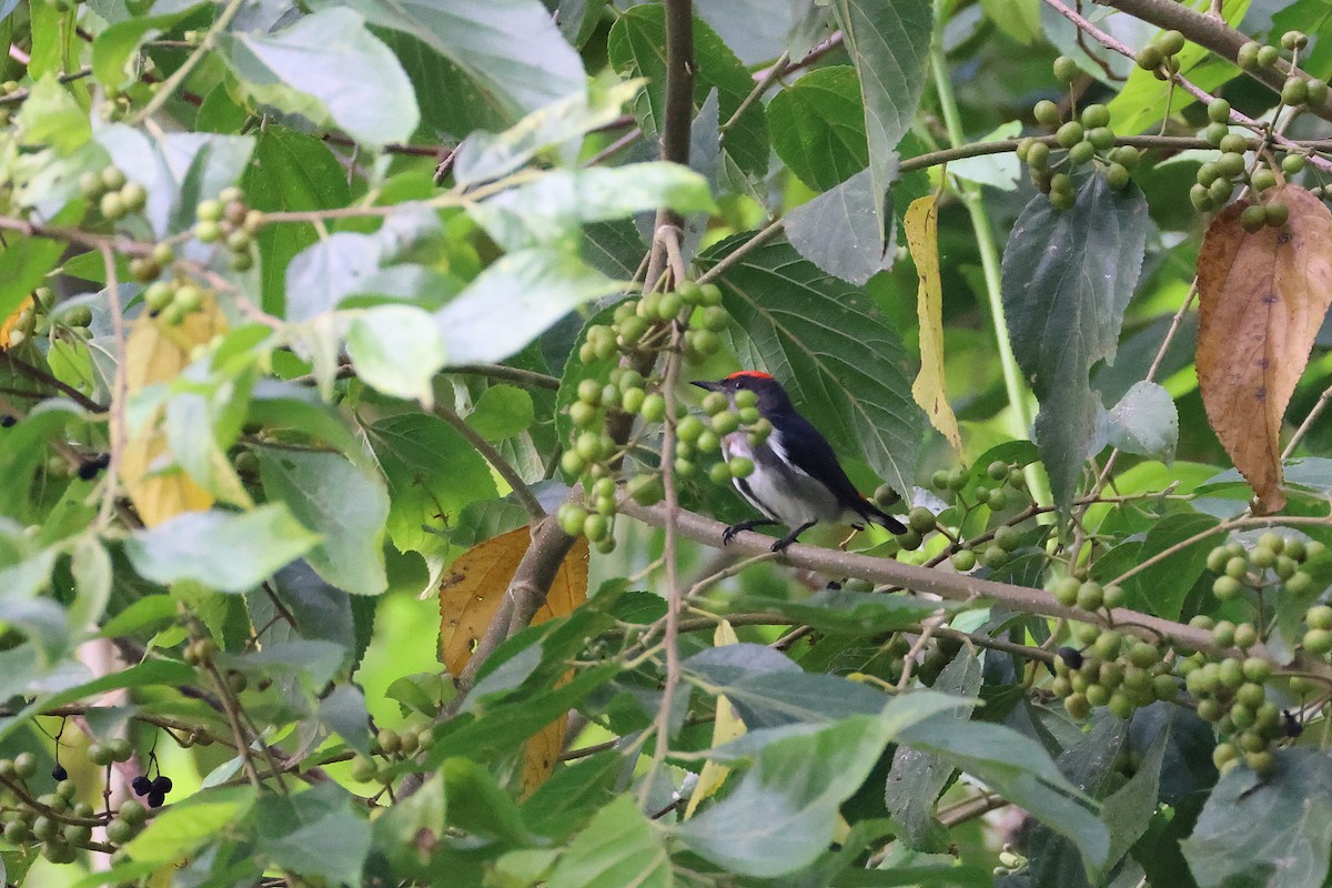 Dicée à tête rouge - ML644313501