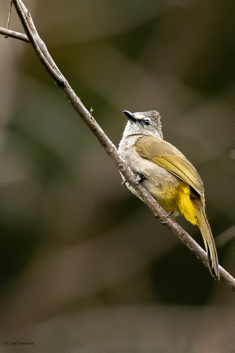 Flavescent Bulbul - ML644313508