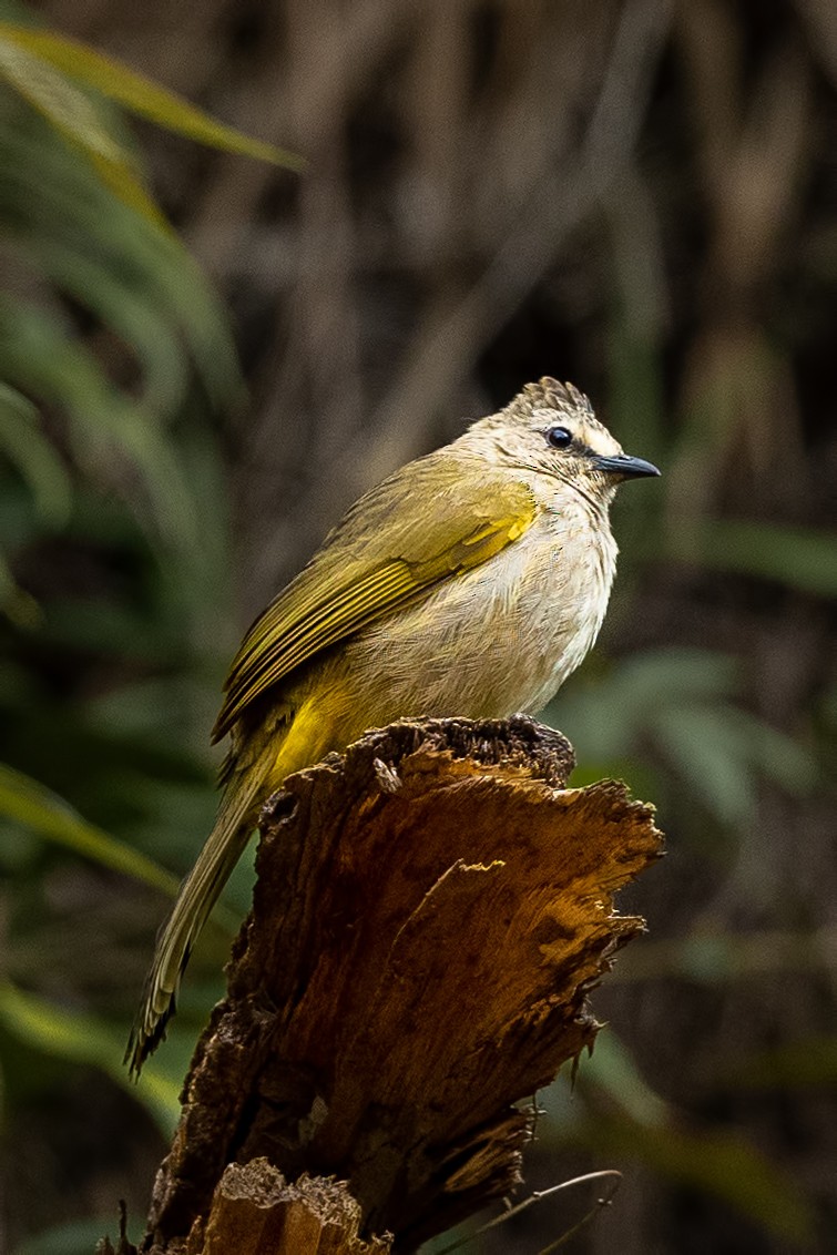 Flavescent Bulbul - ML644313509