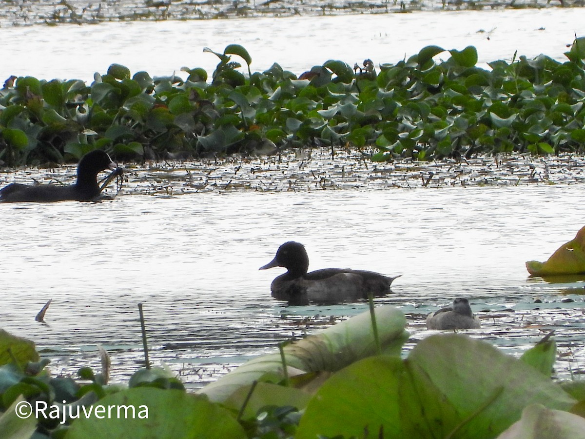 Tufted Duck - ML644313510