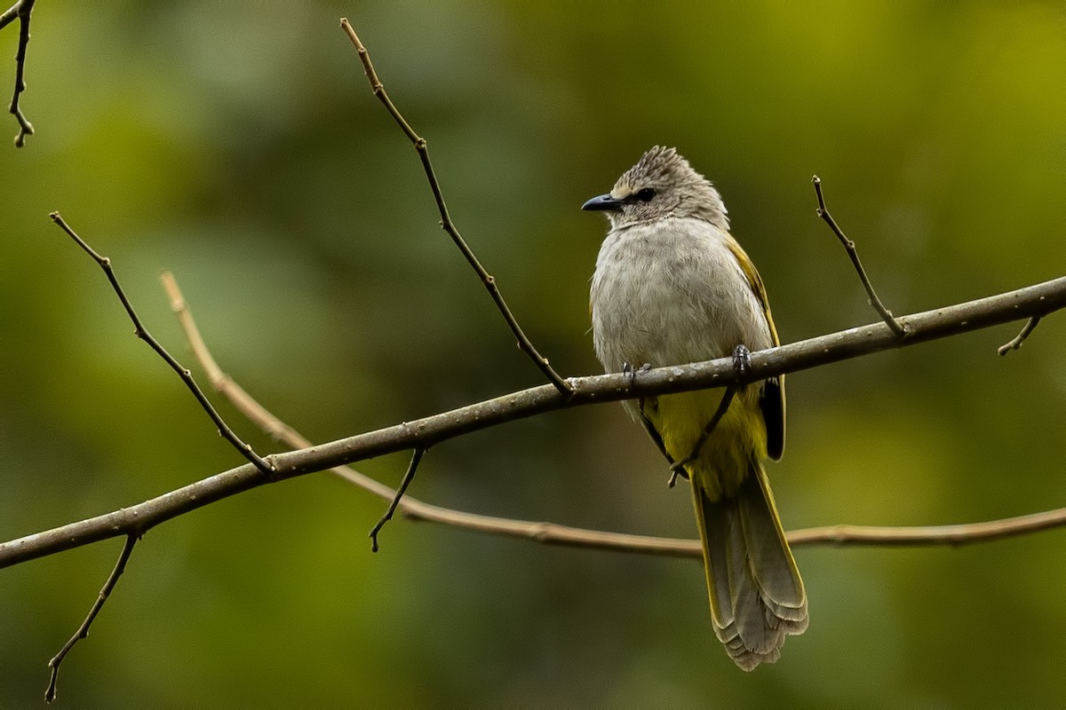 Flavescent Bulbul - ML644313512