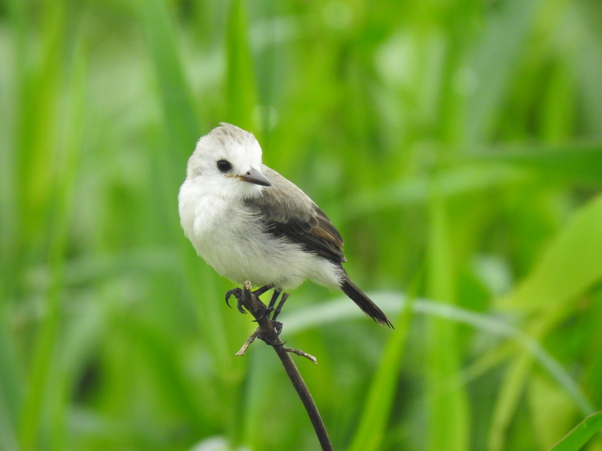 White-headed Marsh Tyrant - ML644313523