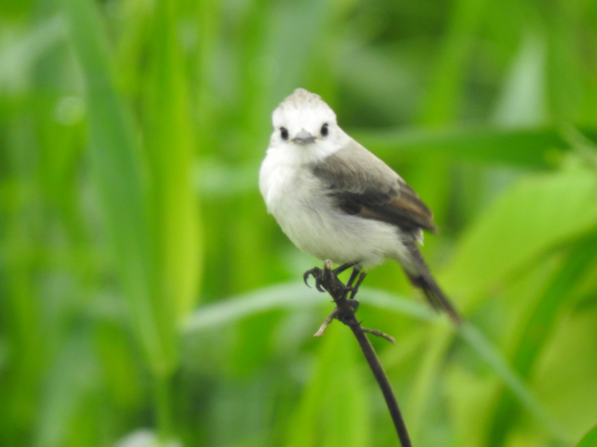 White-headed Marsh Tyrant - ML644313524