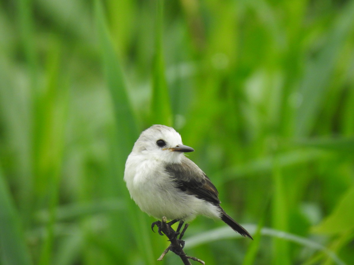 White-headed Marsh Tyrant - ML644313527